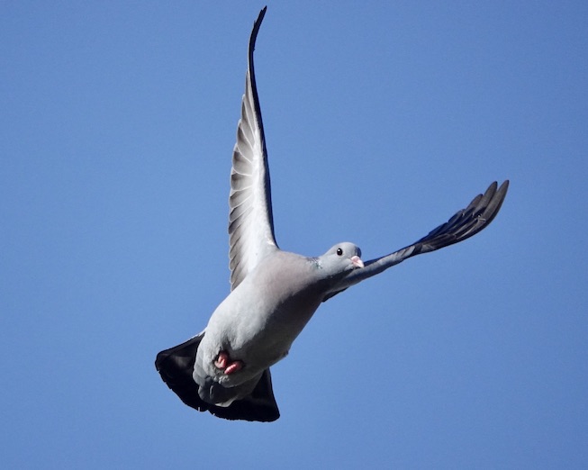 woodpigeon